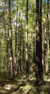 Nelson Lakes National Park