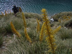 Nelson Lakes National Park