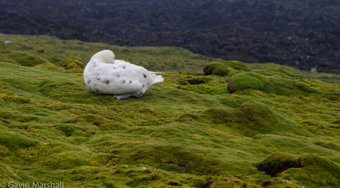 A unique animal and bird life gallery from Laurens Peninsula on Heard Island