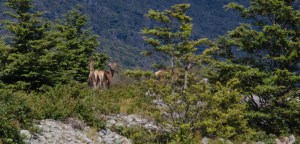 arthurs-pass_3-passes-7861