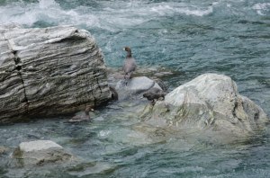 arthurs-pass_3-passes-8583